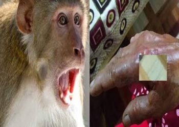 बड़ी खबर:बंदरों के हमले में बुजुर्ग महिला घायल