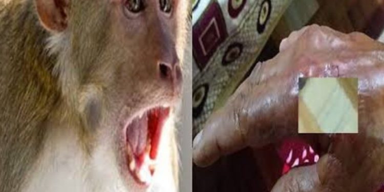बड़ी खबर:बंदरों के हमले में बुजुर्ग महिला घायल