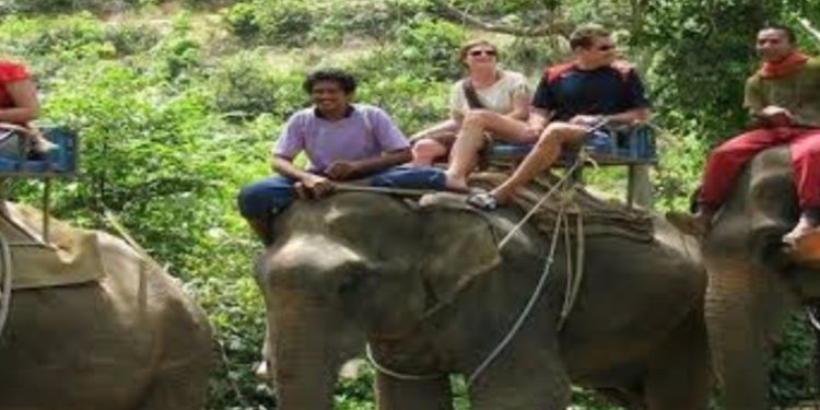बड़ी खबर: राजा जी पार्क में पर्यटन को बढ़ावा देने के लिए जल्द शुरू होगी  हाथी सफारी
