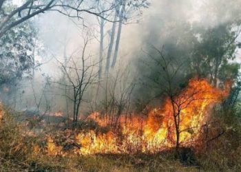 दुखद ब्रेकिंग न्यूज़: जंगल की आग बुझाने गए दो युवक खुद को जलने से नहीं बचा पाए दोनों की दुखद मौत।