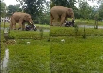 बड़ी खबर: गजराज को नहीं भाया फोटो खींचना, दौड़ा-दौड़ा कर भगाया