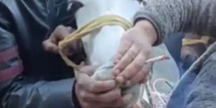 शर्मनाक  : घोड़े को सिगरेट पिलाने वाला गिरफ़्तार