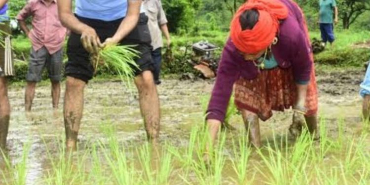 बड़ी खबर: लाल धान की खेती के लिए प्रोत्साहित करने को डीएम अभिषेक ने ग्रामीणों संग की रोपाई