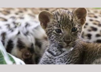 बड़ी खबर: चिड़ियाघर में तेंदुए के बच्चों के मुस्लिम नाम रखने से हिंदू संगठन नाराज