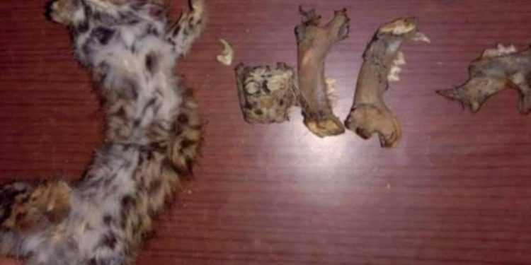 क्राइम न्यूज़: जॉइंट ऑपरेशन चलाकर खटीमा फॉरेस्ट टीम ने किया चार वन्यजीव तस्करों को गिरफ्तार