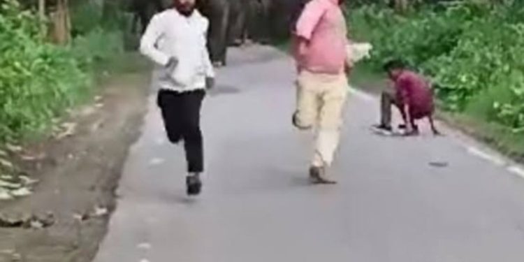 चटपटी खबर: गजराज को सेल्फी लेना नहीं भाया, युवकों को दौड़ाया