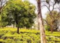 ताजा खबर: अधिकारियों की सांठगांठ से खुर्दबुर्द हुई चाय बागान की अमूल्य संपत्ति