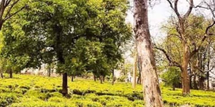 ताजा खबर: अधिकारियों की सांठगांठ से खुर्दबुर्द हुई चाय बागान की अमूल्य संपत्ति
