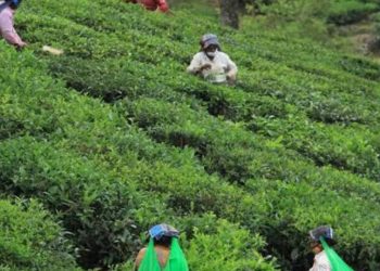 बड़ी खबर: चाय बागान की जमीनों के फर्जीवाड़े की  CBI से जांच की मांग उठी