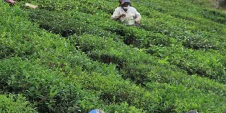 बड़ी खबर: चाय बागान की जमीनों के फर्जीवाड़े की  CBI से जांच की मांग उठी