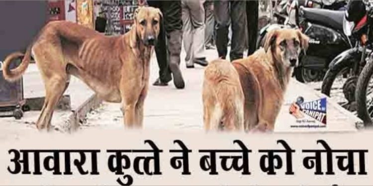 खौफ : आवारा कुत्तों के हमले से बच्चे की गर्दन की नस कटी