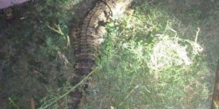 मौज-बहार : मगरमच्छ के बहाने गांव वालों की मौज…..