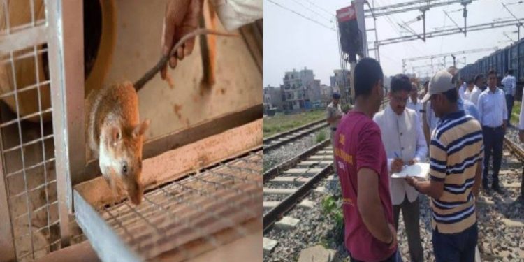 फिजूलखर्ची: 69 लाख रूपए खर्च किए रेलवे ने चूहा पकड़ने के लिए और हाथ में………