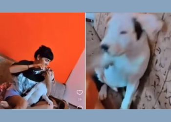 क्रूरता :-पालतू जानवर को लड़की द्वारा बियर पिलाई जाने का वीडियो वायरल,प्रशासन हुआ सख्त…….