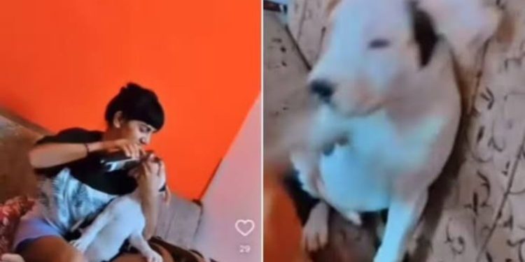 क्रूरता :-पालतू जानवर को लड़की द्वारा बियर पिलाई जाने का वीडियो वायरल,प्रशासन हुआ सख्त…….