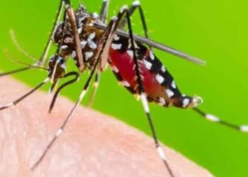 हेल्थ अपडेट : डेंगू पर लापरवाही कनिष्क को पड़ी भारी, जानिए पूरी खबर……..