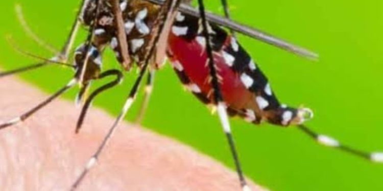 हेल्थ अपडेट : डेंगू पर लापरवाही कनिष्क को पड़ी भारी, जानिए पूरी खबर……..