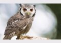 जान की आफत : जानिए क्यों पड़ जाती है दिवाली से पहले उल्लू को जान बचानी भारी……