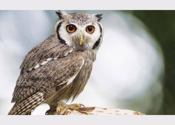 जान की आफत : जानिए क्यों पड़ जाती है दिवाली से पहले उल्लू को जान बचानी भारी……