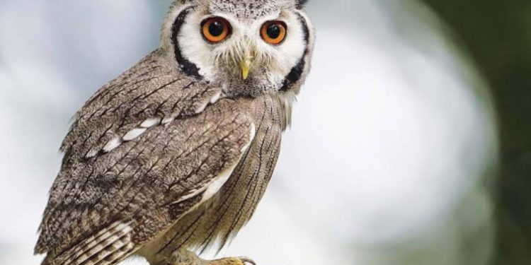 जान की आफत : जानिए क्यों पड़ जाती है दिवाली से पहले उल्लू को जान बचानी भारी……