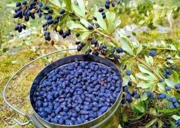 स्वास्थ्य : शूगर मरीजों के लिए रामबाण है औषधीय गुणों से भरपूर पहाड़ों का यह जंगली फल