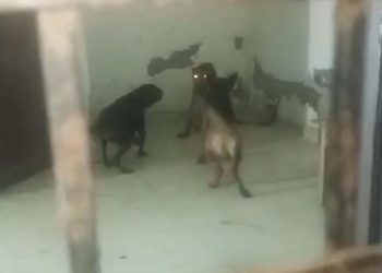 गजब : कुत्तों को शिकार बनाने आया गुलदार संघर्ष में गंभीर जख्मी, नहीं जीत सका दो कुत्तों से