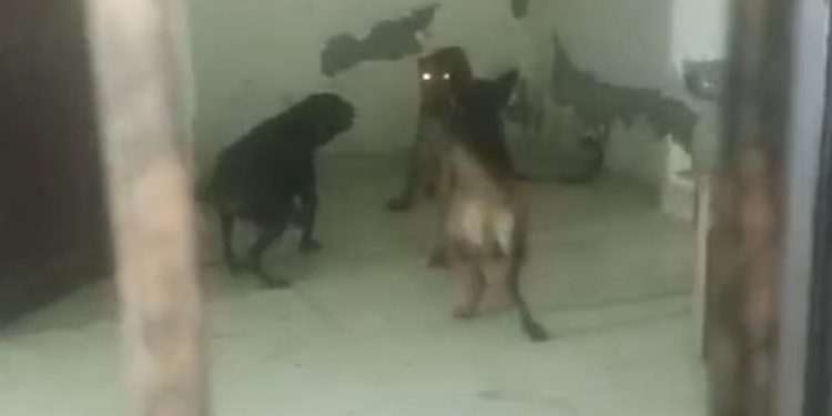 गजब : कुत्तों को शिकार बनाने आया गुलदार संघर्ष में गंभीर जख्मी, नहीं जीत सका दो कुत्तों से