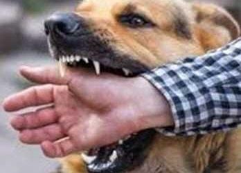 दुखद : पागल कुत्ते के काटने के बाद लोगों को काटने लगा किशोर, उपचार के दौरान मौत
