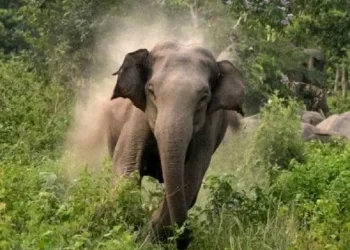 दुखद : यहां हाथी ने वृद्धा को पटक-पटक कर मार डाला