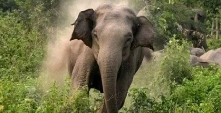 दुखद : यहां हाथी ने वृद्धा को पटक-पटक कर मार डाला