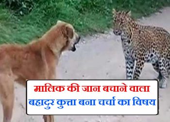 बेमिसाल : महिला पर झपटा गुलदार, पालतू कुत्ते ने खुद की जान दाव पर लगाकर बचाया