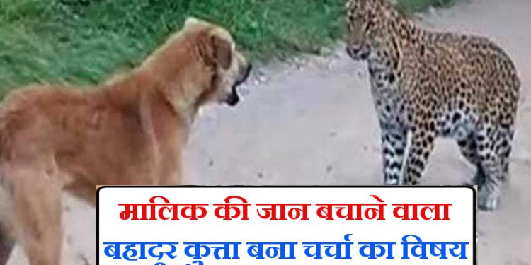 बेमिसाल : महिला पर झपटा गुलदार, पालतू कुत्ते ने खुद की जान दाव पर लगाकर बचाया