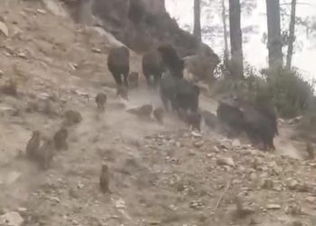 वीडियो : बेखौफ सूअर, बेसुध वन विभाग 