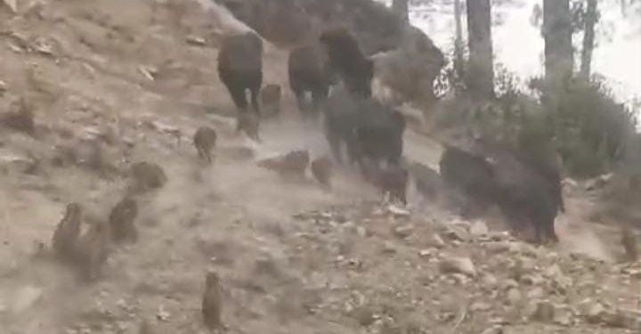 वीडियो : बेखौफ सूअर, बेसुध वन विभाग