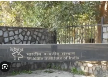 रोजगार : भारतीय वन्यजीव संस्थान मे निकली भर्तियां, ऐसे करें आवेदन