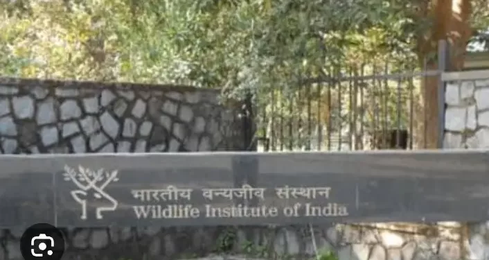 रोजगार : भारतीय वन्यजीव संस्थान मे निकली भर्तियां, ऐसे करें आवेदन