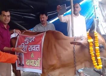 राजनीति: भाजपा की प्रेसवार्ता मे गाय के गले मे बैनर, लिखा मुझे ‘हरीश रावत से बचाओ’