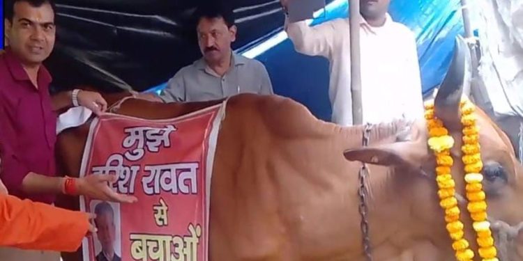 राजनीति: भाजपा की प्रेसवार्ता मे गाय के गले मे बैनर, लिखा मुझे ‘हरीश रावत से बचाओ’