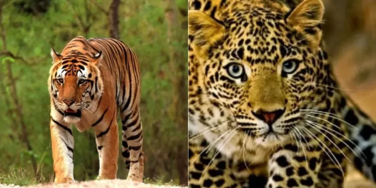 दहशत : जखोली के बाद अब यहां महिला को उठा ले गया आदमखोर, वन विभाग मूक दर्शक