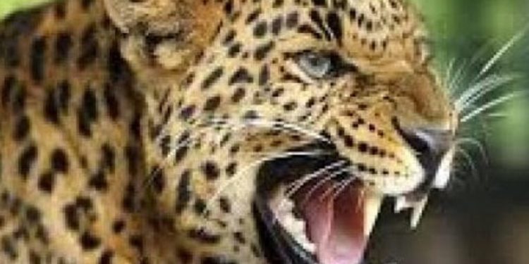 जखोली : आदमखोर गुलदार की एक और वारदात, महिला गंभीर घायल