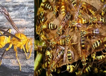 दुखद : स्कूल से लौट रहे भाई-बहन पर ततैया का हमला, चार साल के मासूम की मौत