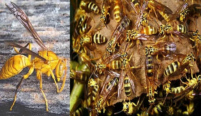 दुखद : स्कूल से लौट रहे भाई-बहन पर ततैया का हमला, चार साल के मासूम की मौत