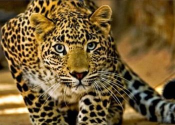 जखोली : आदमखोर गुलदार की एक और वारदात, महिला गंभीर घायल