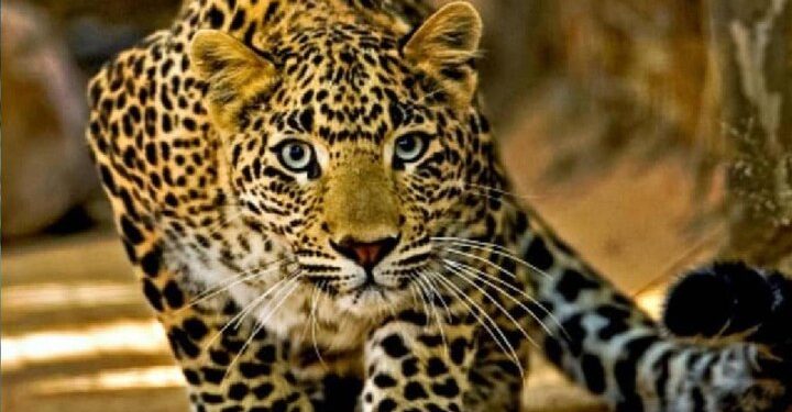 जखोली : आदमखोर गुलदार की एक और वारदात, महिला गंभीर घायल