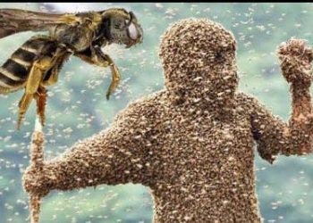 दर्दनाक : मधुमक्खियों का परिवार पर हमला, पिता की मौत अन्य चार घायल