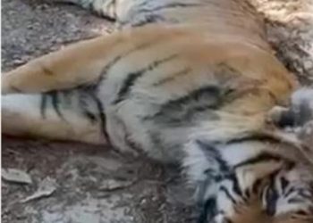 वन्य हिंसा : यहां बाग को मारकर नाखून और पंजे चुरा ले गए तस्कर, जानिए क्या बोले वन मंत्री