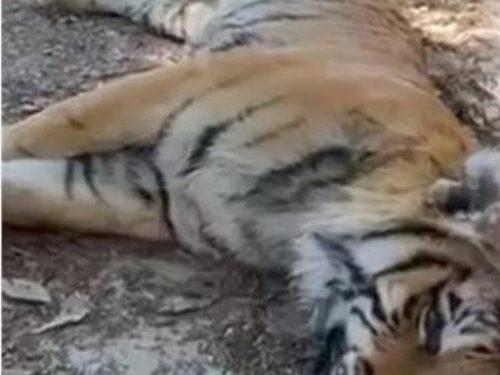 वन्य हिंसा : यहां बाग को मारकर नाखून और पंजे चुरा ले गए तस्कर, जानिए क्या बोले वन मंत्री