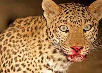 बड़ी खबर : जखोली के आदमखोर गुलदार को मारी गोली, शव बरामद नहीं