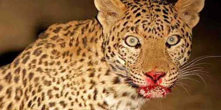 बड़ी खबर : जखोली के आदमखोर गुलदार को मारी गोली, शव बरामद नहीं