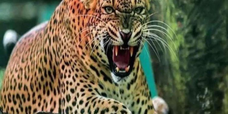 रुद्रप्रयाग : देवल गांव में फिर गुलदार की खटपट, वन विभाग सुनपट